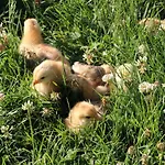 Valdifiori *