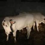 Valdifiori Sassoferrato