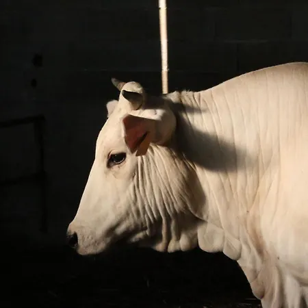 Valdifiori Vakantieboerderij *